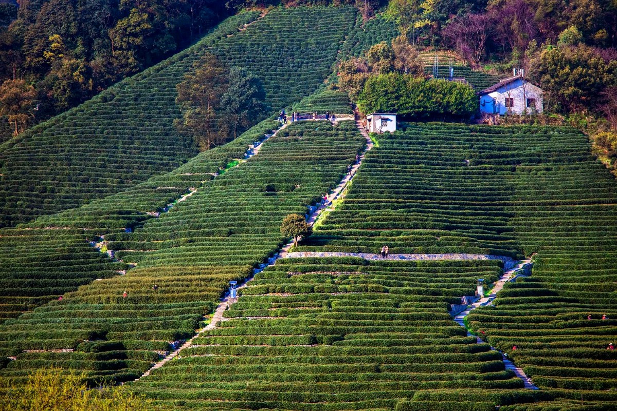 hangzhou LoNg jing(1)