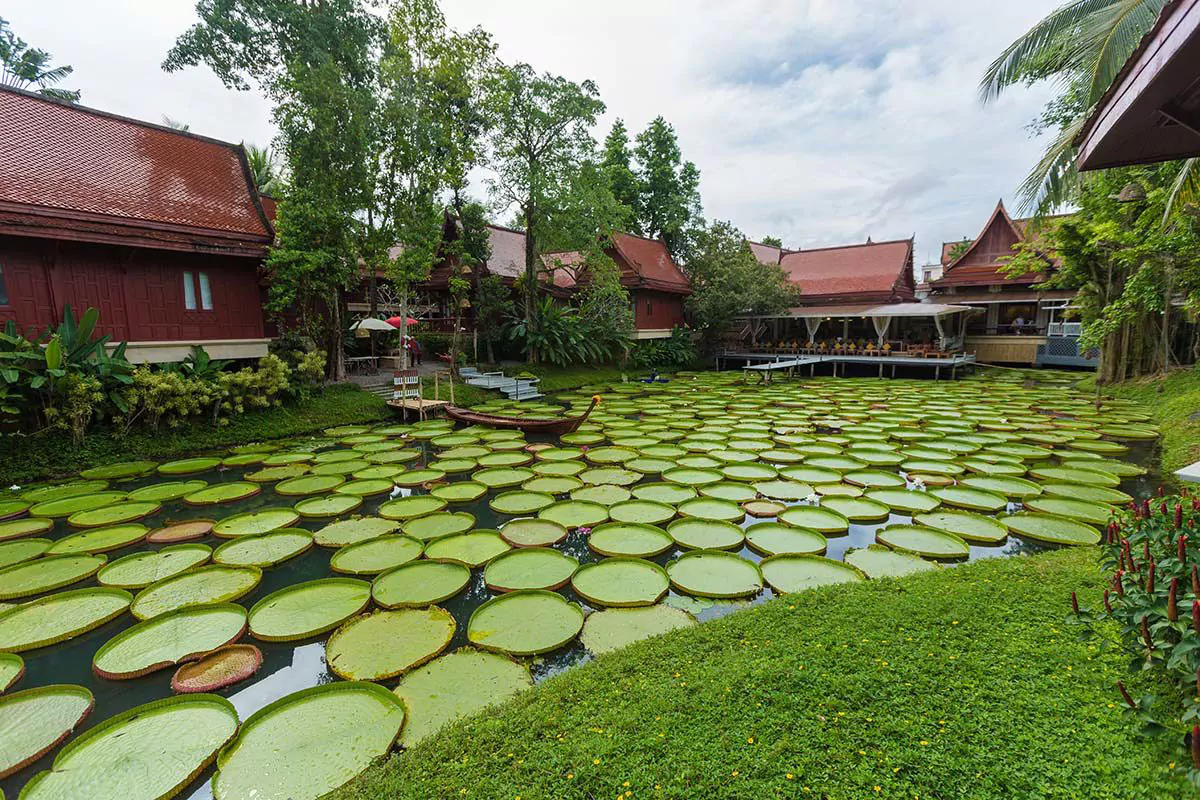 کافه Ma Doo Bua پوکت