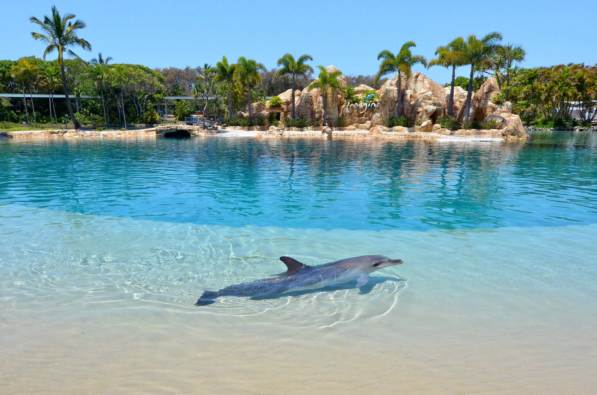 australia gold coast dolphins
