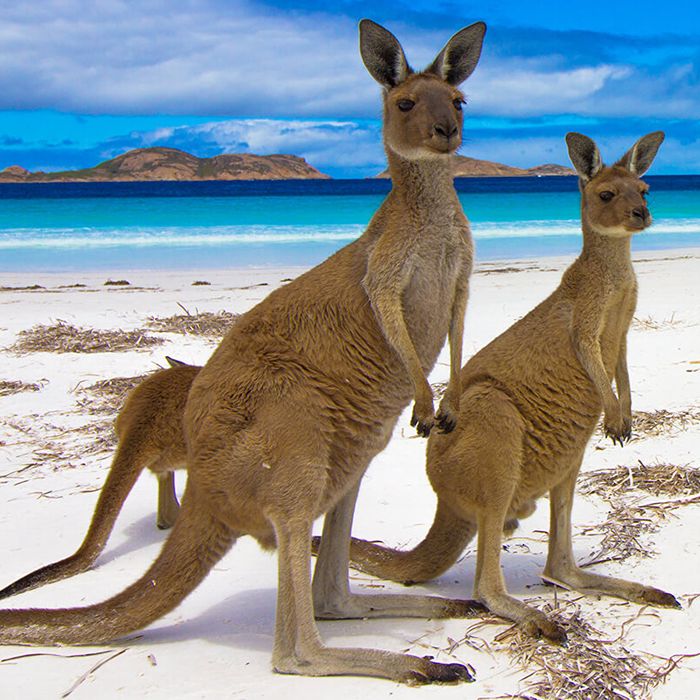 تصاویر تور استرالیا (8)