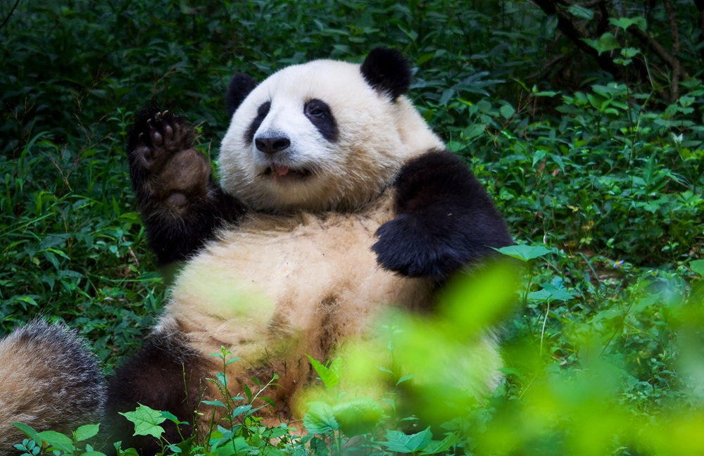 chengdu-panda
