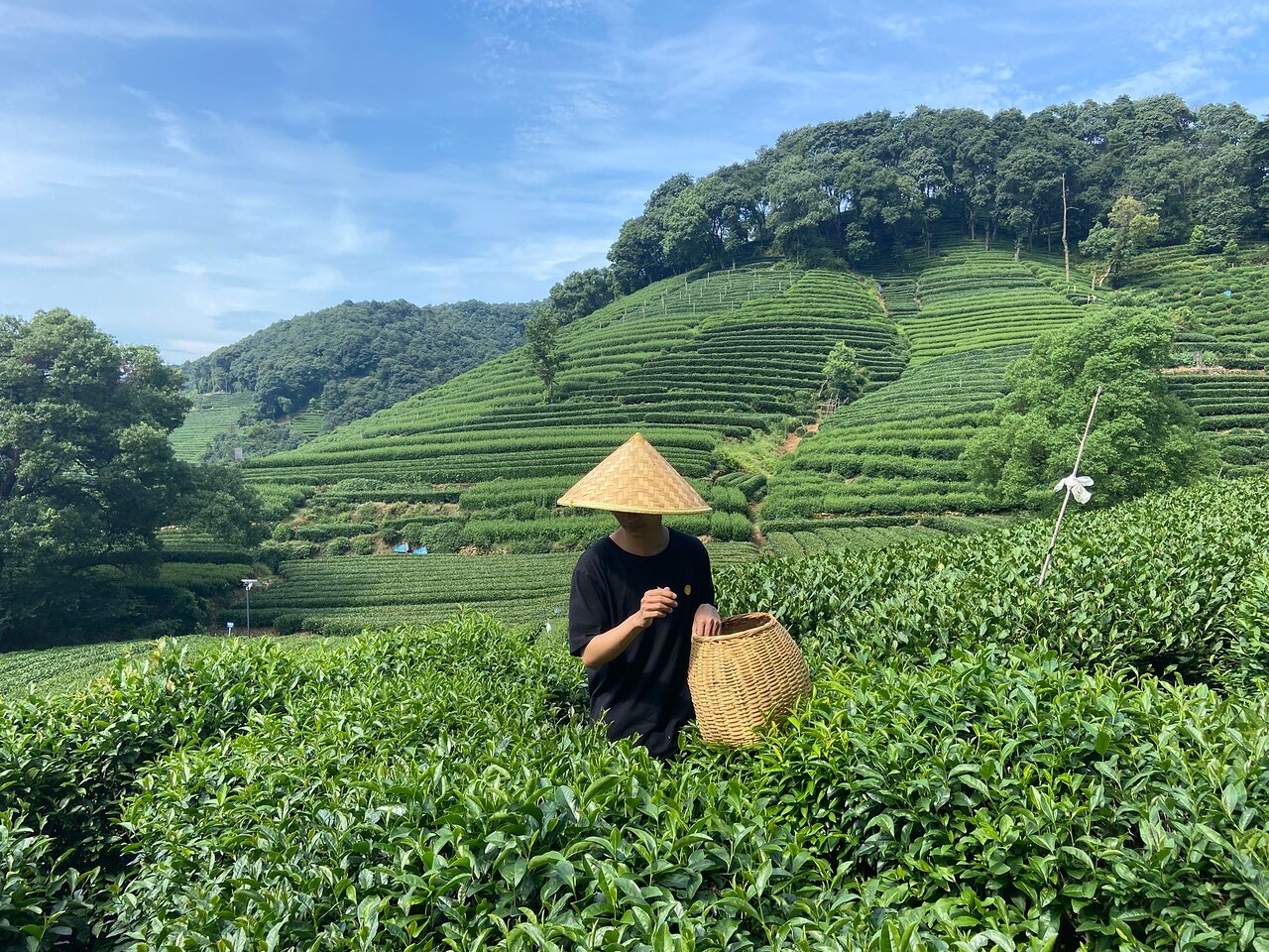 مزارع چای لونگجینگ