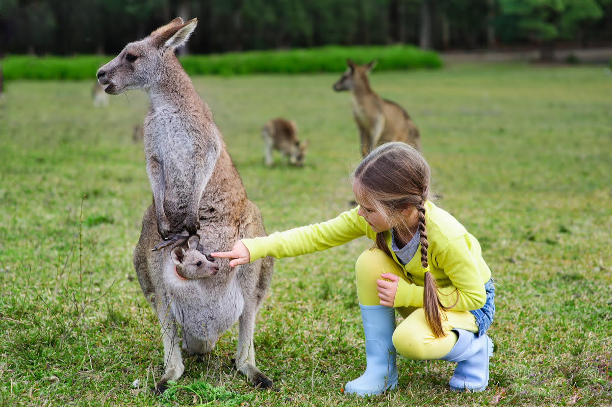 lone pine kangaroo
