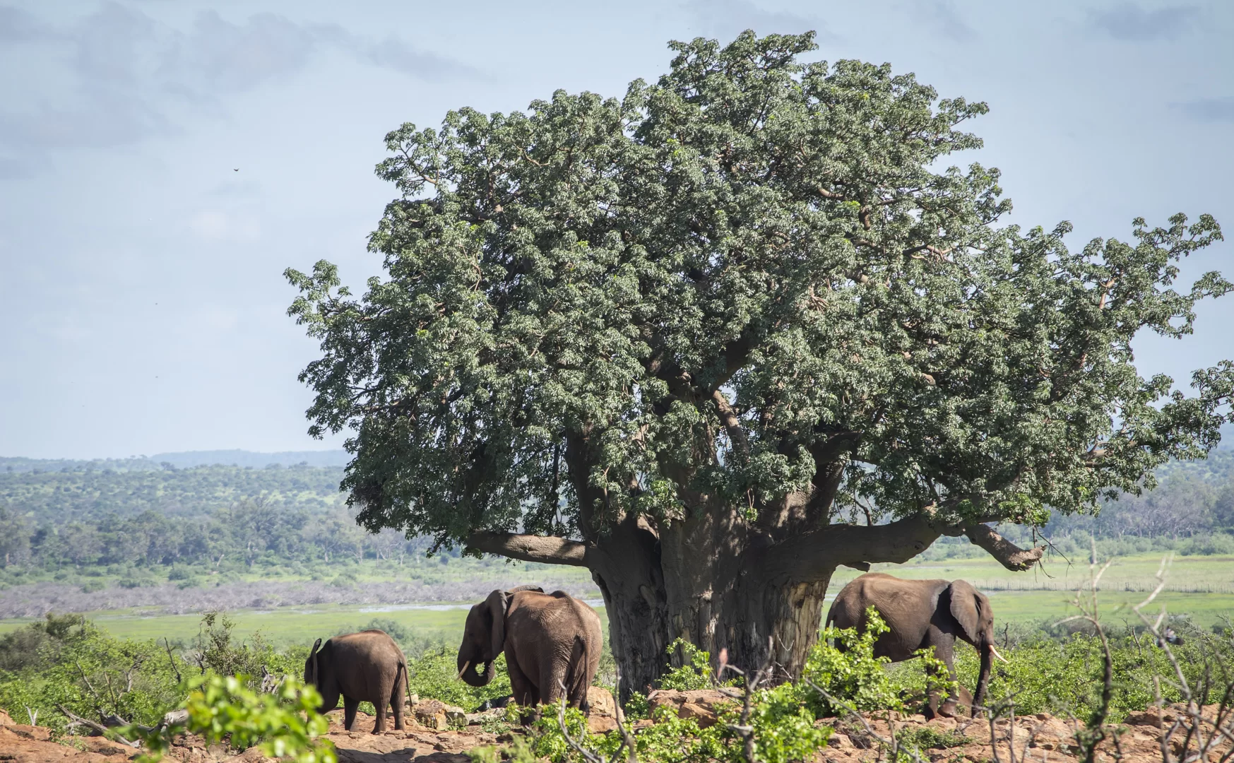 پارک ملی ماپونگوبوه