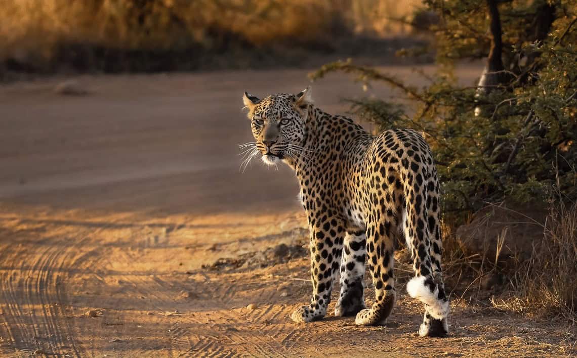 سافاری پارک ملی پیلانزبرگ