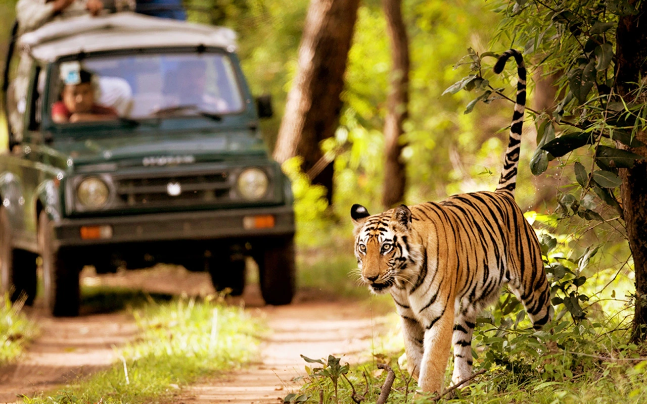 سافاری چیتوان