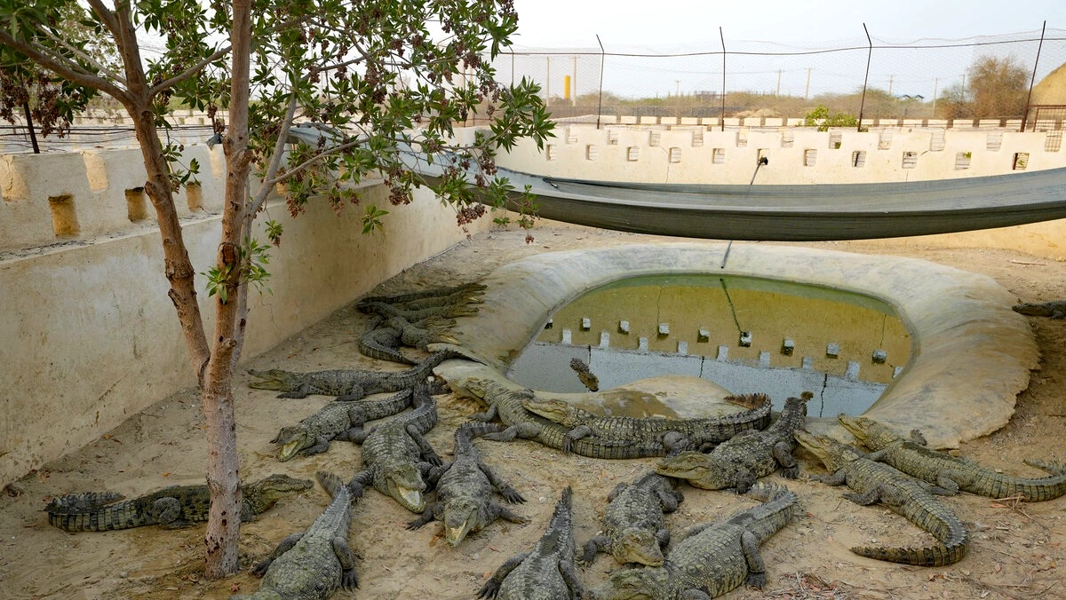 مزرعه پرورش گاندو