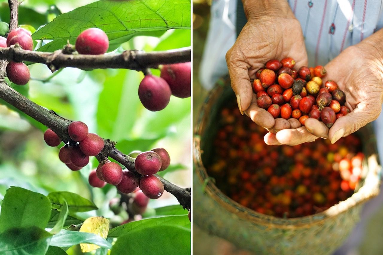 دانههای قهوه فیلیپین