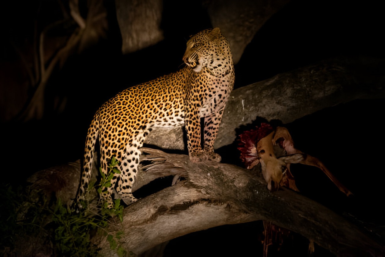 درایوهای شبانه در پیلانزبرگ