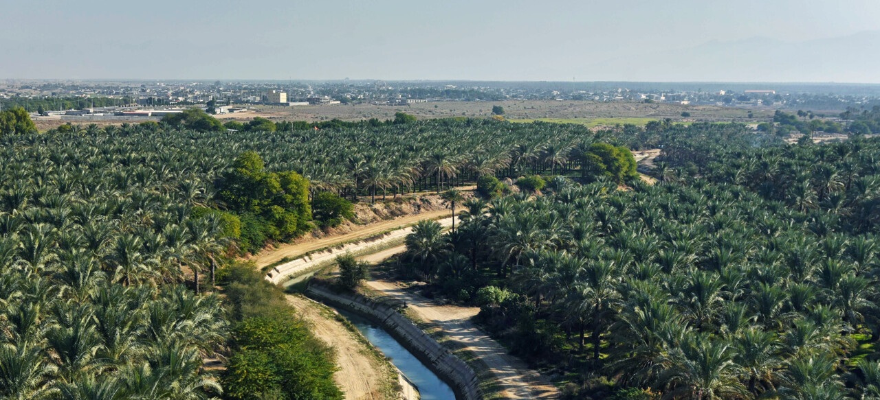 نخلستان‌های دالکی و آب‌پخش