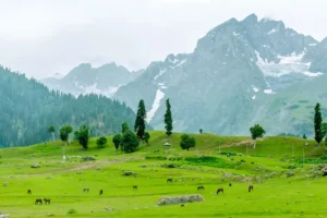 طبیعت سونمارگ در تور کشمیر و هند