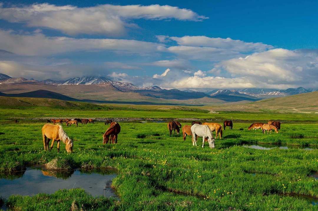 دشتهای دیوسای (Deosai Plains)