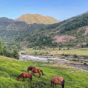 تور کمپینگ الیت