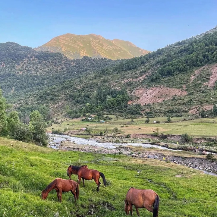 کمپینگ الیت