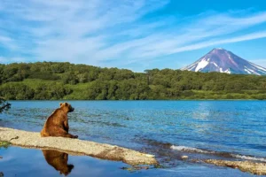 دریاچه کوریل و تماشای خرس‌های قهوه‌ای